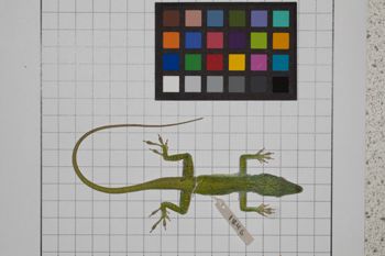 Media type: image;   Herpetology R-189079
